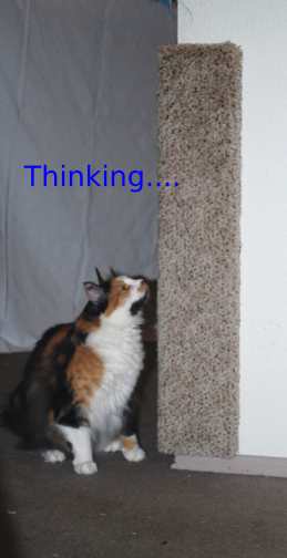 Cat Thinking